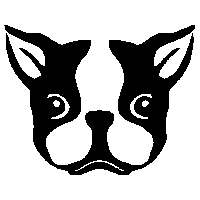 Boston Terrier